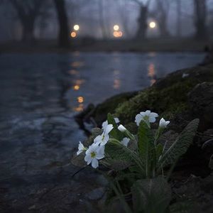 Meet your Posher, Lizzie